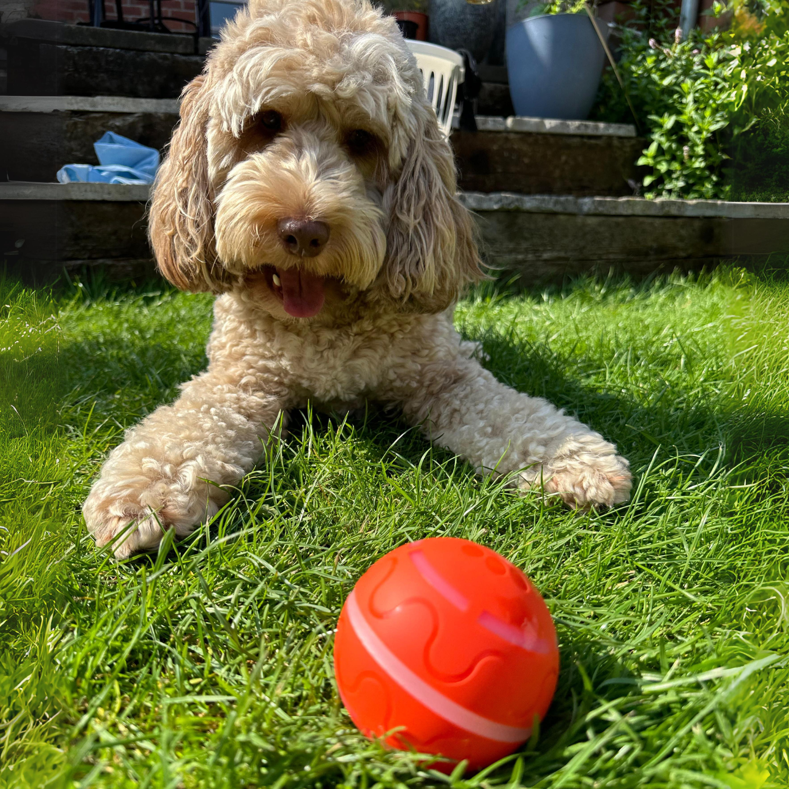 ÄlyPallo™ Itsestään liikkuva pallo - Tukkukoira