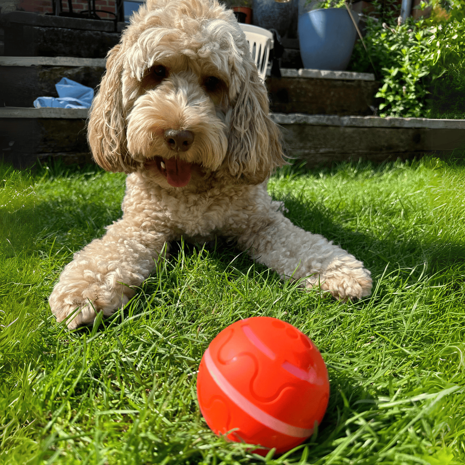 ÄlyPallo™ Itsestään liikkuva pallo - Tukkukoira